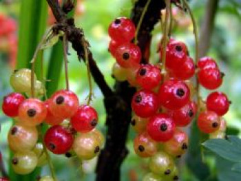 Rote Johannisbeere, 40-60 cm, Ribes rubrum, Containerware von Ribes rubrum