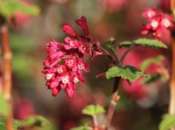 Zier-Johannisbeere 'Amore'®, 40-60 cm, Ribes sanguineum 'Amore'®, Containerware von Ribes sanguineum 'Amore'®