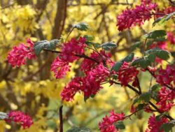 Blutjohannisbeere  'King Edward VII' / Zierjohannisbeere 'King Edward VII', 10-20 cm, Ribes sanguineum 'King Edward VII', Topfware von Ribes sanguineum 'King Edward VII'
