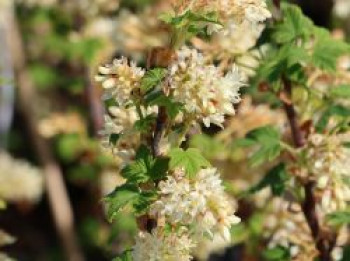 Blut-Johannisbeere 'Oregon Snowflake', 40-60 cm, Ribes sanguineum 'Oregon Snowflake', Containerware von Ribes sanguineum 'Oregon Snowflake'