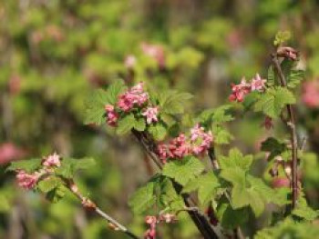 Zierjohannisbeere, 80-100 cm, Ribes sanguineum 'Pulborough Scarlet', Containerware von Ribes sanguineum 'Pulborough Scarlet'