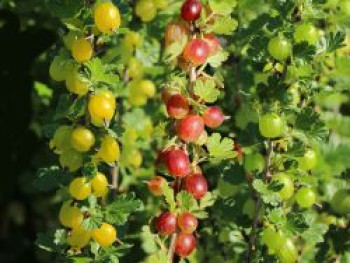 Trio-Stachelbeere, 30-40 cm, Ribes uva-crispa (3 Sorten im Topf), Containerware von Ribes uva-crispa (3 Sorten im Topf)