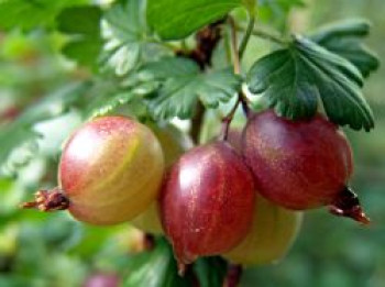 Rote Stachelbeere 'Achilles', 30-40 cm, Ribes uva-crispa 'Achilles', Containerware von Ribes uva-crispa 'Achilles'