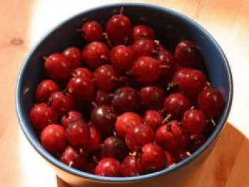 Stachelarme Stachelbeere 'Captivator', 30-40 cm, Ribes uva-crispa 'Captivator', Containerware Stachelarme Stachelbeere 'Captivator', 30-40 cm, Ribes uva-crispa 'Captivator', Containerware von Ribes uva-crispa 'Captivator'