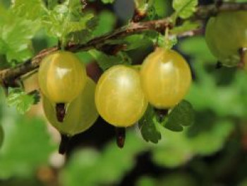 Gelbe Stachelbeere 'Giggles® Gold', Ribes uva-crispa 'Giggles® Gold', Topfware von Ribes uva-crispa 'Giggles® Gold'