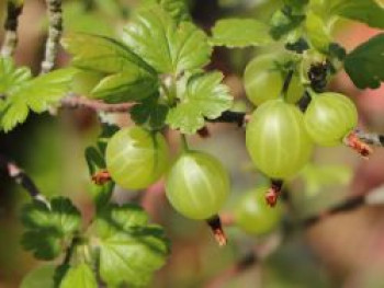 Grüne Stachelbeere 'Giggles® Green', Ribes uva-crispa 'Giggles® Green', Topfware von Ribes uva-crispa 'Giggles® Green'