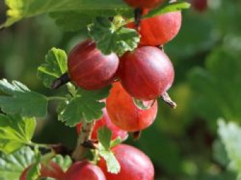 Rote Stachelbeere 'Giggles ® Red', Ribes uva-crispa 'Giggles ® Red', Topfware von Ribes uva-crispa 'Giggles ® Red'
