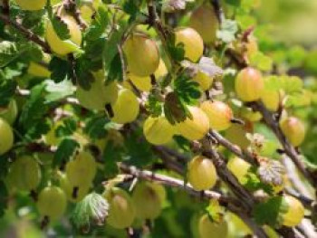 Stachelbeere 'Hinnonmäki gelb', 10-20 cm, Ribes uva-crispa 'Hinnonmäki gelb', Topfware von Ribes uva-crispa 'Hinnonmäki gelb'