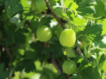 Stachelbeere 'Hinnonmäki grün', 20-30 cm, Ribes uva-crispa 'Hinnonmäki grün', Containerware von Ribes uva-crispa 'Hinnonmäki grün'
