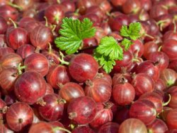 Stachelbeere 'Hinnonmäki rot', 30-40 cm, Ribes uva-crispa 'Hinnonmäki rot', Containerware Stachelbeere 'Hinnonmäki rot', 30-40 cm, Ribes uva-crispa 'Hinnonmäki rot', Containerware von Ribes uva-crispa 'Hinnonmäki rot'