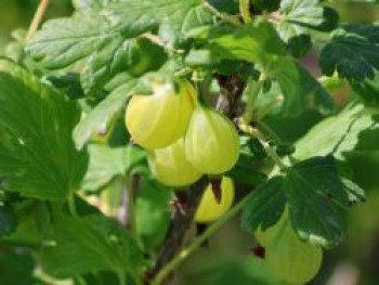 Stachelbeere 'Inventa', Stamm 80 cm, Ribes uva-crispa 'Inventa', Stämmchen Stachelbeere 'Inventa', Stamm 80 cm, Ribes uva-crispa 'Inventa', Stämmchen von Ribes uva-crispa 'Inventa'
