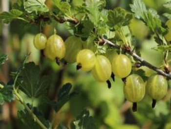 Stachelbeere 'Invicta'    hellgrün, Stamm 80-90 cm, 120-130 cm, Ribes uva-crispa 'Invicta', Stämmchen von Ribes uva-crispa 'Invicta'