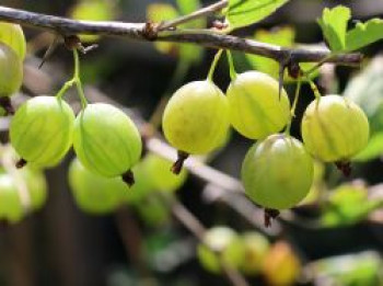 Stachelbeere 'Karlin' (Grün), 30-40 cm, Ribes uva-crispa 'Karlin' (Grün), Containerware von Ribes uva-crispa 'Karlin' (Grün)