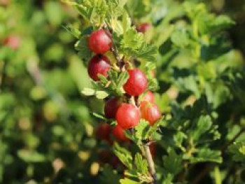 Stachelarme Stachelbeere 'Larell', 10-20 cm, Ribes uva-crispa 'Larell', Topfware von Ribes uva-crispa 'Larell'