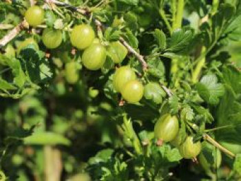 Stachelbeere 'Mucurines', 20-30 cm, Ribes uva-crispa 'Mucurines' (Hellgrün), Containerware von Ribes uva-crispa 'Mucurines' (Hellgrün)