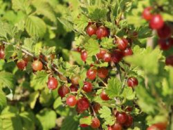 Stachelbeere 'Redeva'   rot, Stamm 80-90 cm, 110-130 cm, Ribes uva-crispa 'Redeva' rot, Stämmchen von Ribes uva-crispa 'Redeva' rot