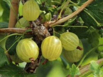 Stachelbeere 'Resistenta', Stamm 80-90 cm, 120-140 cm, Ribes uva-crispa 'Resistenta', Stämmchen von Ribes uva-crispa 'Resistenta'