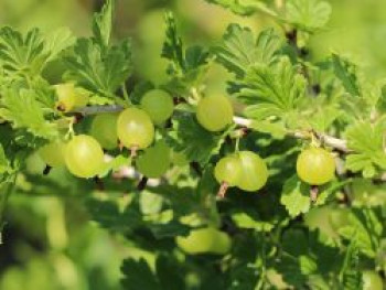 Stachelbeere 'Rixanta', Stamm 60 cm, 70-100 cm, Ribes uva-crispa 'Rixanta', Stämmchen Stachelbeere 'Rixanta', Stamm 60 cm, 70-100 cm, Ribes uva-crispa 'Rixanta', Stämmchen von Ribes uva-crispa 'Rixanta'