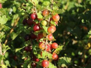 Stachelbeere 'Spinefree', Stamm 40-50 cm, 60-80 cm, Ribes uva-crispa 'Spinefree', Stämmchen von Ribes uva-crispa 'Spinefree'