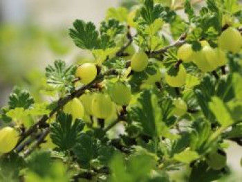 Stachelbeere 'Tatjana', 30-40 cm, Ribes uva-crispa 'Tatjana', Containerware von Ribes uva-crispa 'Tatjana'