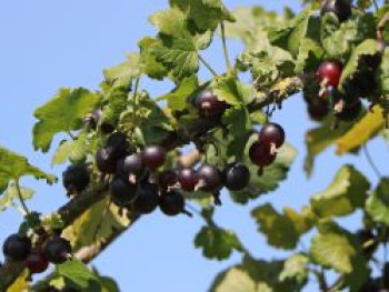 Jostabeere / Jochelbeere, Stamm 80-90 cm, 100-120 cm, Ribes x nidigrolaria, Stämmchen Jostabeere / Jochelbeere, Stamm 80-90 cm, 100-120 cm, Ribes x nidigrolaria, Stämmchen von Ribes x nidigrolaria