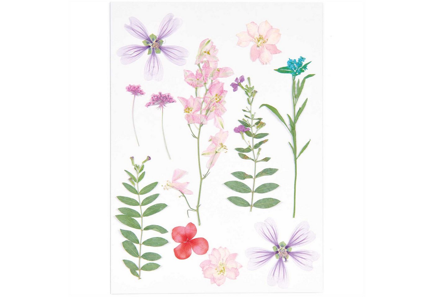 Kunstpflanze gepresste Blüten, Rico-Design Verlag, 13 Stück von Rico-Design Verlag