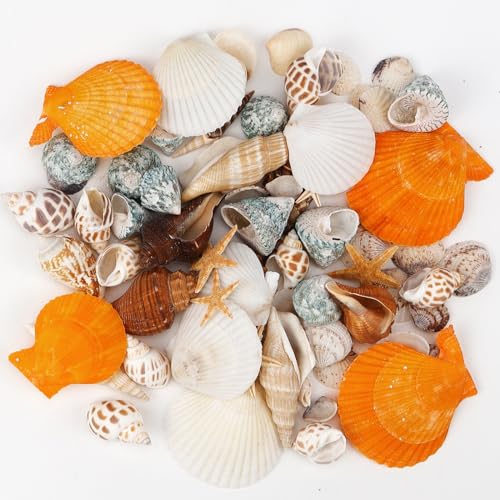 Rierousy Muscheln Deko Seesterne Deko Schnecken Natürliche Muscheln Muscheln zum Basteln Für VasenfüLlung, ArmbäNder, FußKettchen, HalskettenzubehöR， Vase Füller Strand, Aquarium von Rierousy