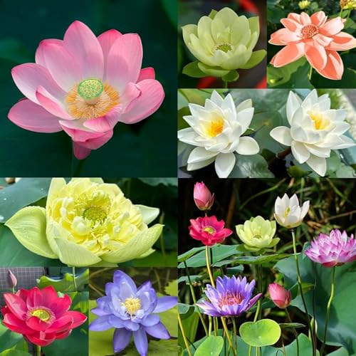 Lotus Bowl Planter,Ceramic Lotus Flower Bowl,Lotus Bowls for Planting in Water Indoors,Lotus Pots for Water Plants,Large Caliber Flow Glaze Non-Porous Hydroponic Container Succulent Plants (200 Seeds) von Rietoiu