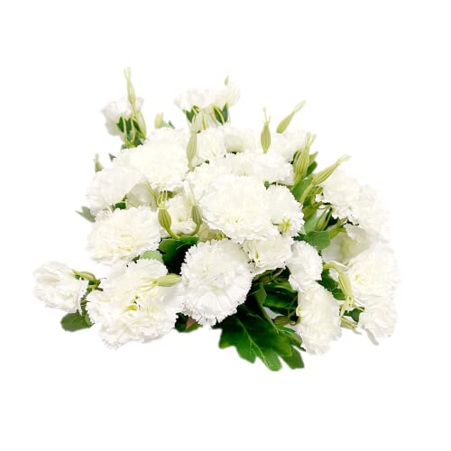 4 Bündel künstlicher Seidenblumen, weiße Nelken, permanente Blume, 30 cm Blumenstrauß und grünes Blatt für Party, Braut, Hochzeit, Blumen, Festival, Dekoration mit 10 Stück pro Strauß von Rikyo