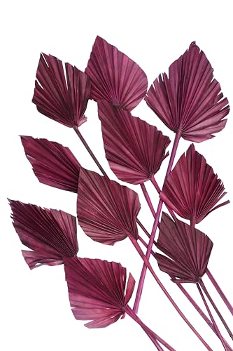 10 STK Palmspeer violett lila Naturdeko 40cm lang Trockendeko Gesteck Dekomaterial Herbstdeko Allerheiligen Blumen Trockenblumen Trauerfloristik Fächer Gräser Palmspeere von RiloStore