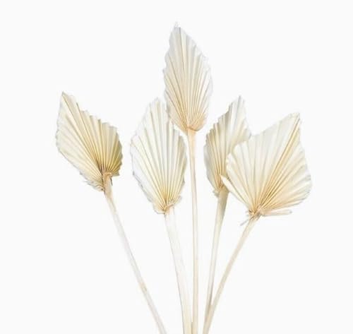 50 STK Palmspeer Natur Exoten Getrocknete Palmblätter 30cm Getrocknete Palmspeere Trockendeko Trockenblumen Dschungel Deko Allerheiligen Herbstdeko Gesteckdeko Grabschmuck 50 STK Palmspeer Natur Exoten Getrocknete Palmblätter 30cm Getrocknete Palmspeere Trockendeko Trockenblumen Dschungel Deko Allerheiligen Herbstdeko Gesteckdeko Grabschmuck von RiloStore