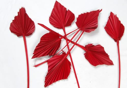 50 STK Palmspeer rot Bordeaux mittelrot dunkelrot Exoten Getrocknete Palmblätter 30cm Getrocknete Palmspeere Trockendeko Trockenblumen Dschungel Deko Allerheiligen Herbstdeko Gesteckdeko Grabschmuck von RiloStore