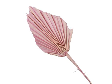 7 STK Palmspeer - rosa - Naturdeko 40cm lang Trockendeko Gesteck Dekomaterial Herbstdeko Allerheiligen Blumen Trockenblumen Trauerfloristik Fächer Gräser Palmspeere von RiloStore
