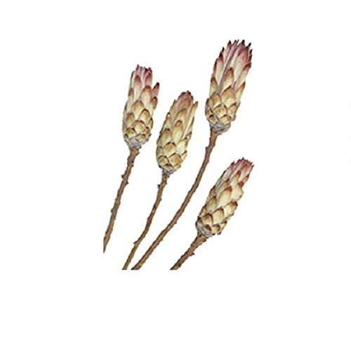 RiloStore 15 STK Protea PINK Natur Exoten Floristik Allerheiligen Gesteck Trauerdeko Grab von RiloStore