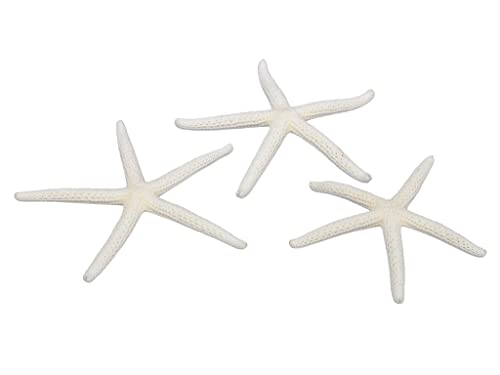 RiloStore 16 STK Deko Seesterne Weiss 7-10cm maritim Tischdeko o150 Strand Beach Seestern Streu Partydeko Basteln martime Dekoration Sommerdeko Tischschmuck Hochzeitsdeko Strandhochzeit RiloStore 16 STK Deko Seesterne Weiss 7-10cm maritim Tischdeko o150 Strand Beach Seestern Streu Partydeko Basteln martime Dekoration Sommerdeko Tischschmuck Hochzeitsdeko Strandhochzeit von RiloStore