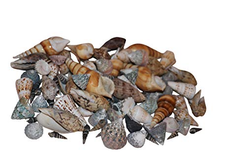 RiloStore 50 STK Muscheln Dekomuscheln Schnecken Bastelmuscheln XXL Paket Muschelmix Stranddeko Baddeko Minaret Cocoon Spitzschnecke Maritime Dekoration von RiloStore