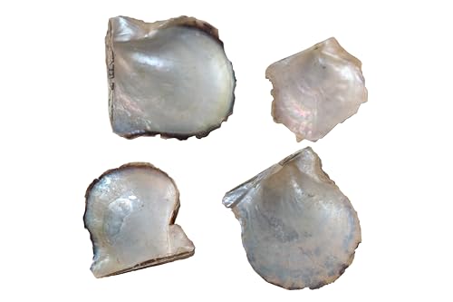 RiloStore 80 STK Muscheln o829 Perlmutt Weiss braun Basteln 4-8cm Dekomuscheln Namenskarten Muschelscheiben runde Perlmuttplatten Strandhochzeit Maritime Deko Anker Ostsee Nordsee Muscheldeko RiloStore 80 STK Muscheln o829 Perlmutt Weiss braun Basteln 4-8cm Dekomuscheln Namenskarten Muschelscheiben runde Perlmuttplatten Strandhochzeit Maritime Deko Anker Ostsee Nordsee Muscheldeko von RiloStore
