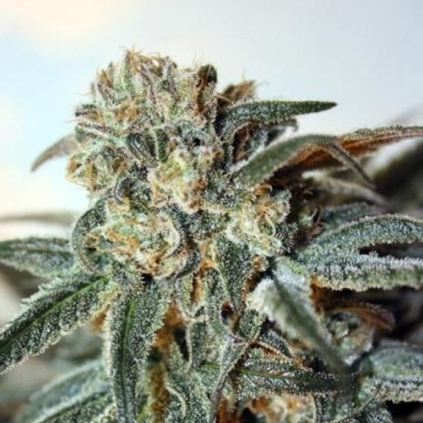 Zombie Kush von Ripper Seeds