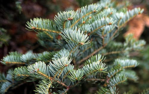 Abies alba Europäische Silbertanne für den Außenbereich oder Bonsai, 10 Samen von Risala