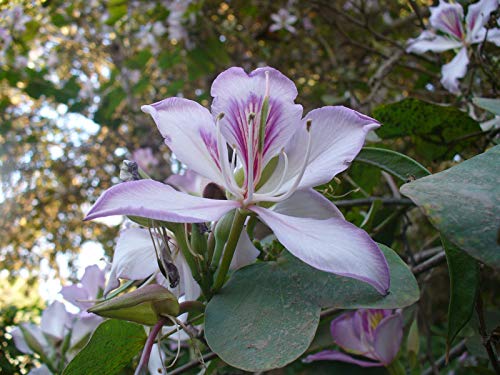 Bauhinia variegata Orchideenbaum, 10 Samen von Risala