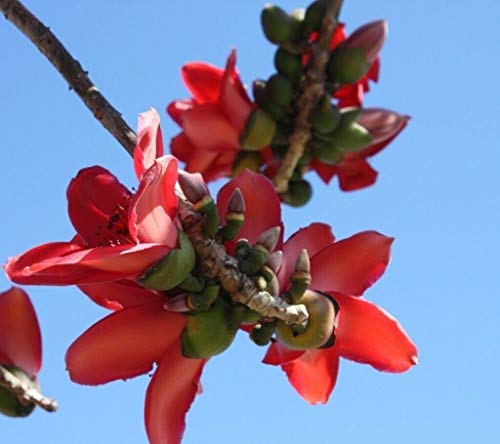 Bombax Ceiba Baumwollbaum, 10 Samen von Risala