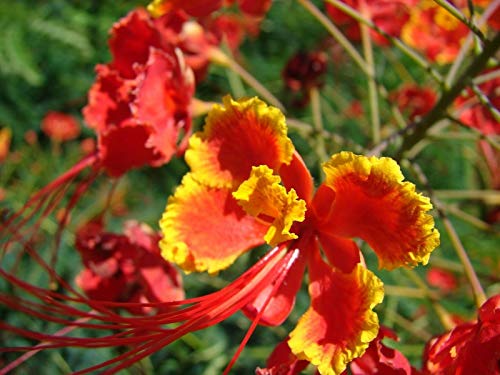 Caesalpinia pulcherrima Pride of Barbados, 10 Samen von Risala