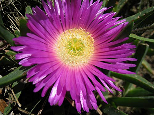 Carpobrotus rossii Karkalla, 25 Samen von Risala