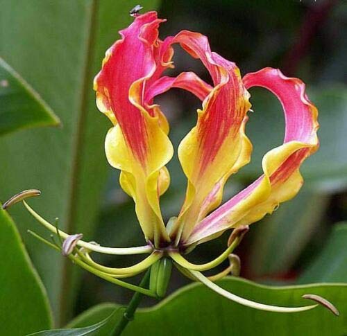Gloriosa superba The Flame Lily, 5 Samen von Risala