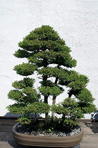 Japanische Risala-Zeder, 50 Samen – Cryptomeria Japonica – Bonsai Sugi Tree von Risala