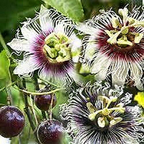 Passiflora Edulis, 10 Samen von Risala