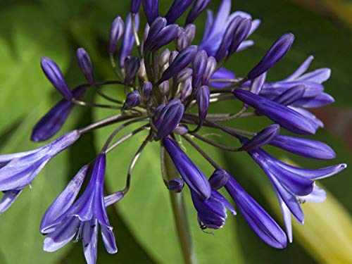 Risala 20 Samen Agapanthus Praecox Zwerg Blue Lily of The Nil Blumensamen von Risala