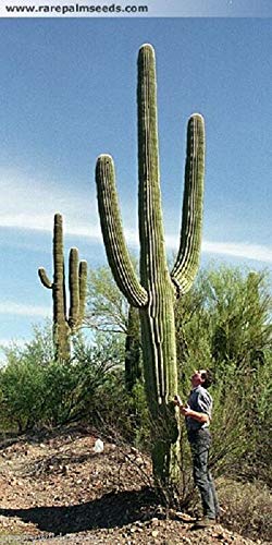Risala Carnegiea Gigantea Saguaro Giant Kaktus Kakteen Sukkulenten, 20 Samen von Risala