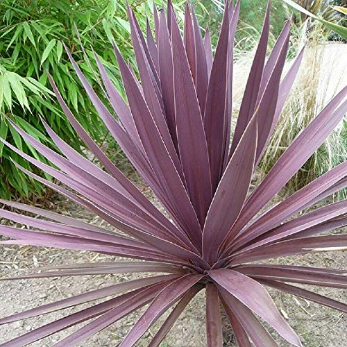 Risala Cordyline (Kohlbaum/Palme, Australis Purpurea), 10 Samen von Risala