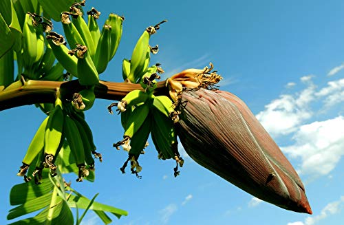 Risala 10 x MUSA SIKKIMENSIS Red Tiger Banana Pflanze Tropische Samen sehr frosthart von Risala